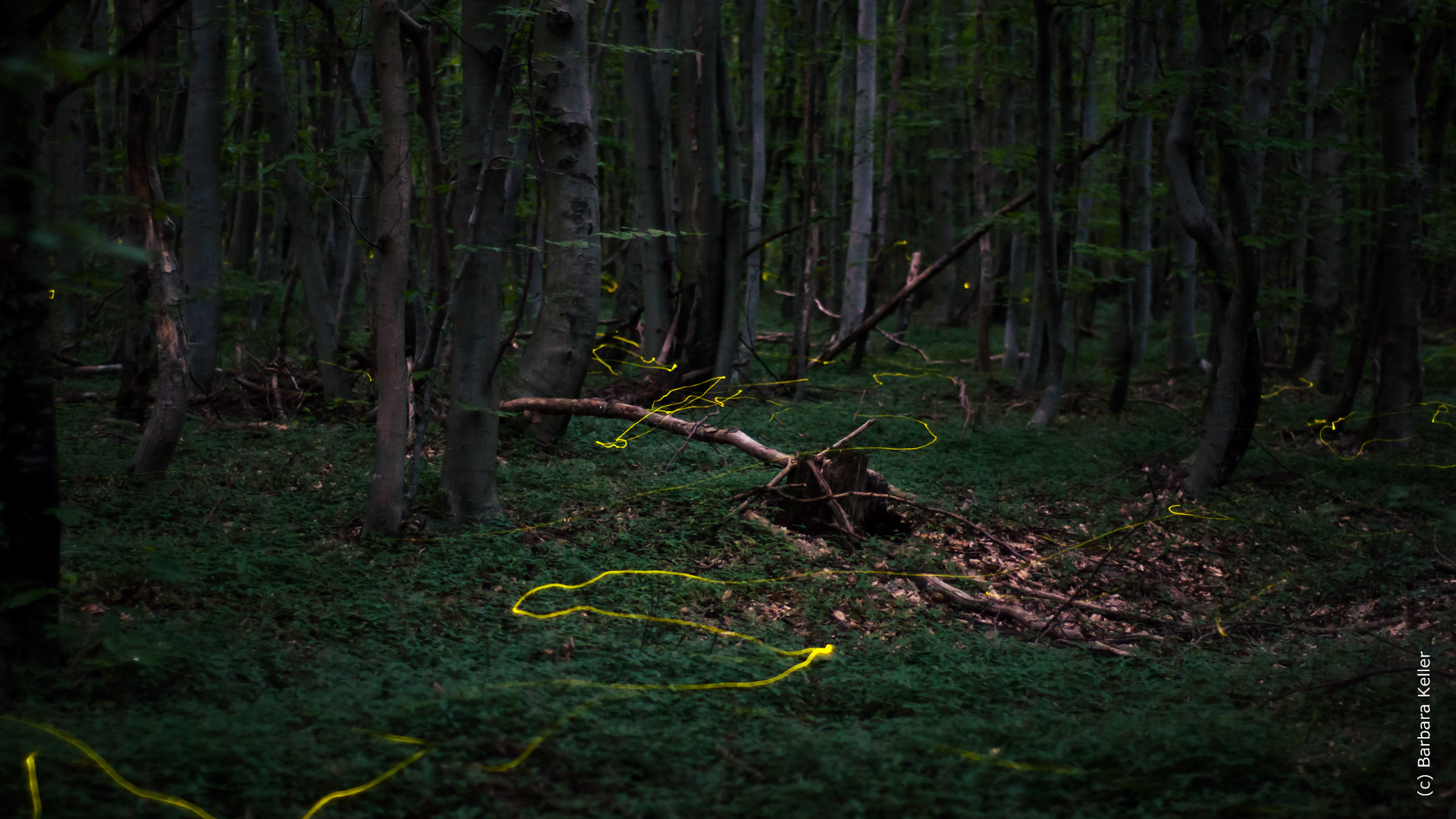 Glühwürmchen im Wald bei Nacht - Langzeitbelichtung, Nachtaufnahme