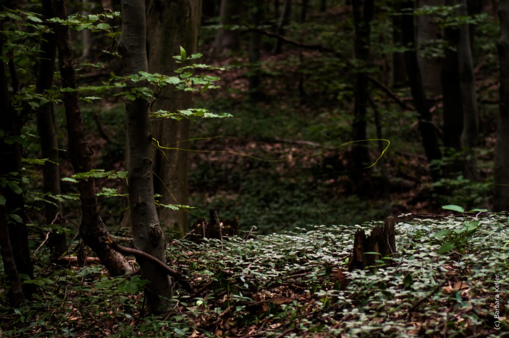 Glühwürmchen im Wald - Foto