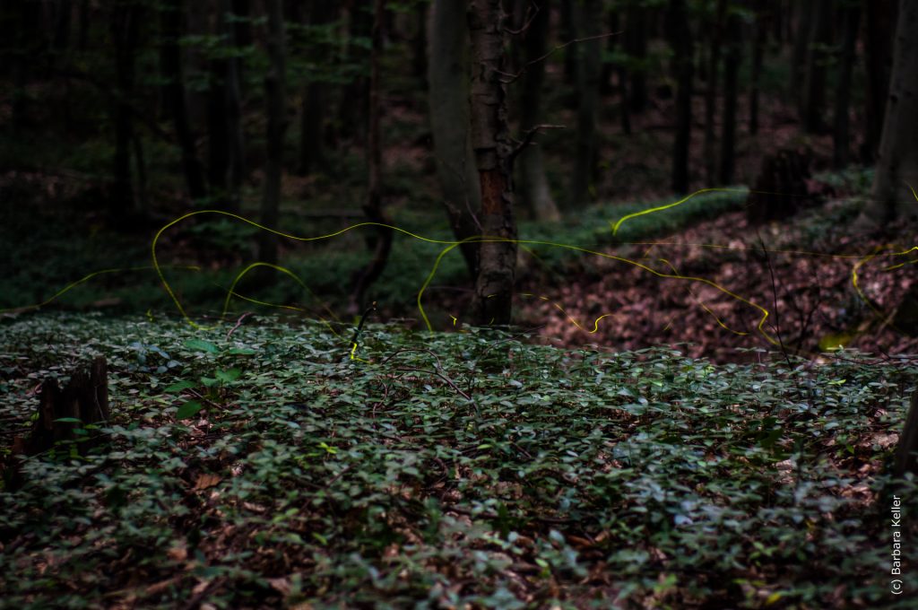 im Wald: Glühwürmchen - Lanzeitbelichtung