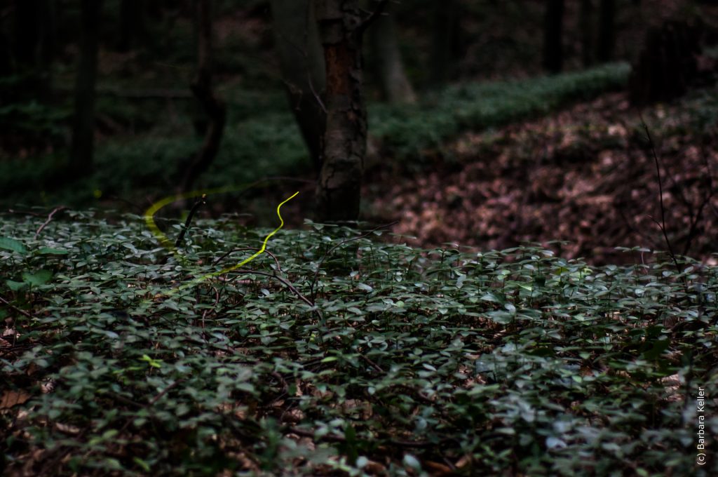 Langzeitbelichtung: Glühwürmchen im Wald