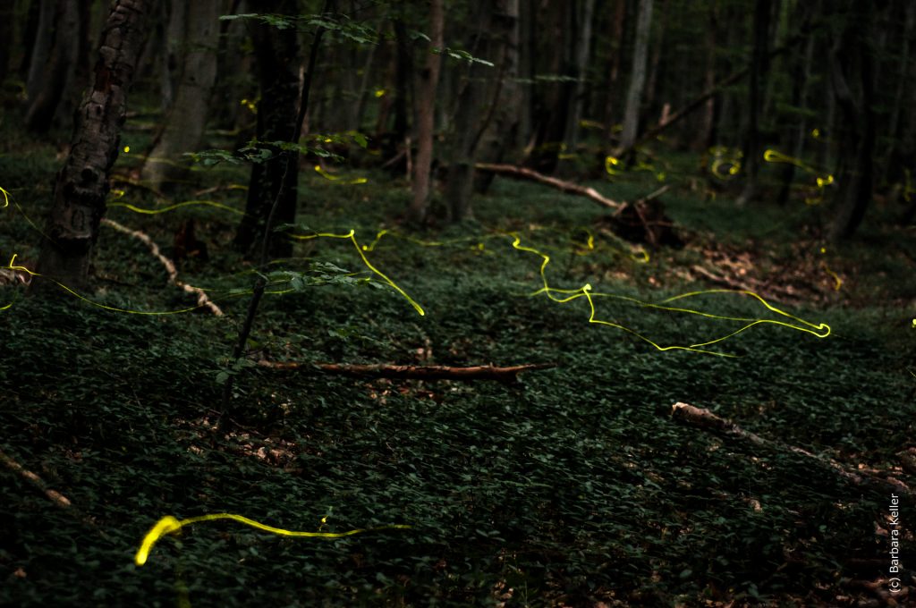 Glühwürmchen: Langzeitbelichtung von Glühwürmchen im Wald