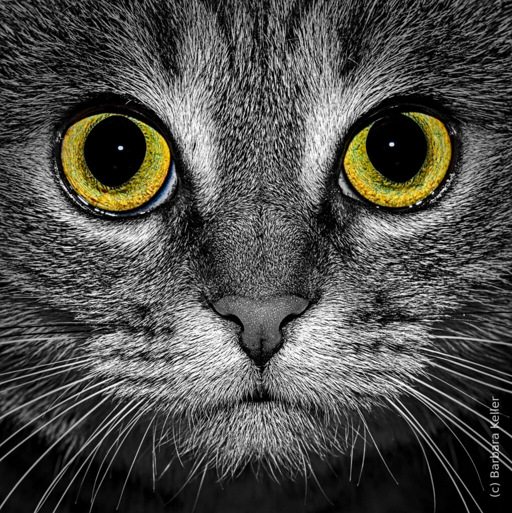 Symmetrisches Portrait einer Katze mit großen gelben Augen