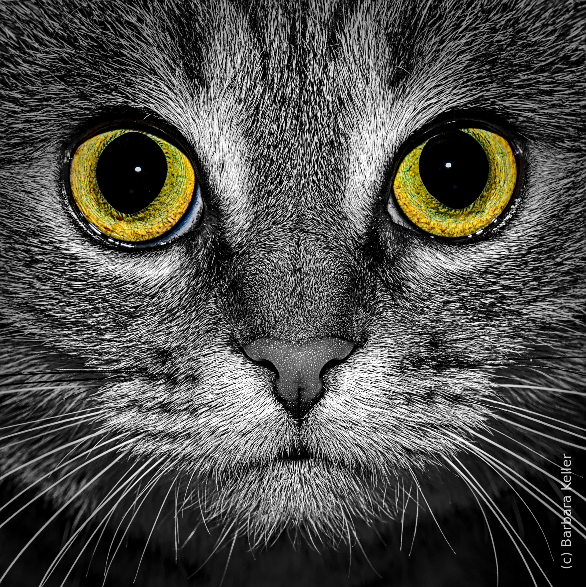 Symmetrisches Portrait einer Katze mit großen gelben Augen