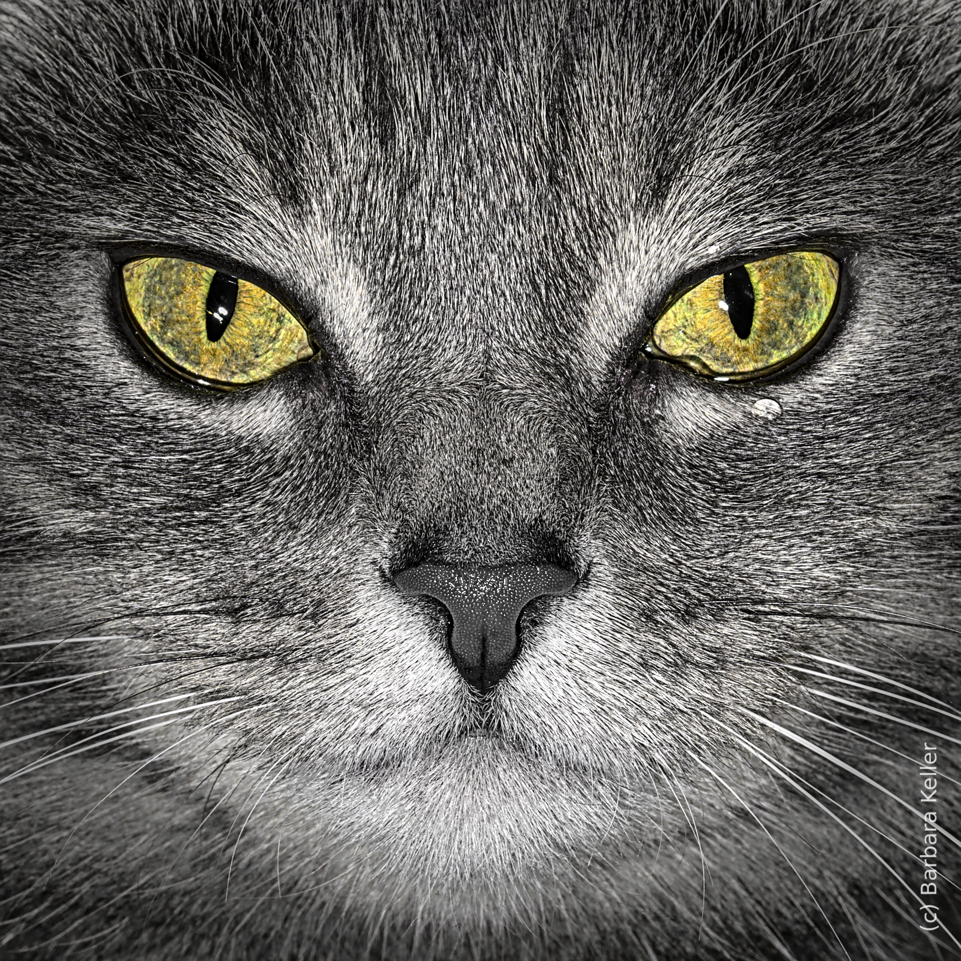 Portrait einer Katze mit gelben Augen