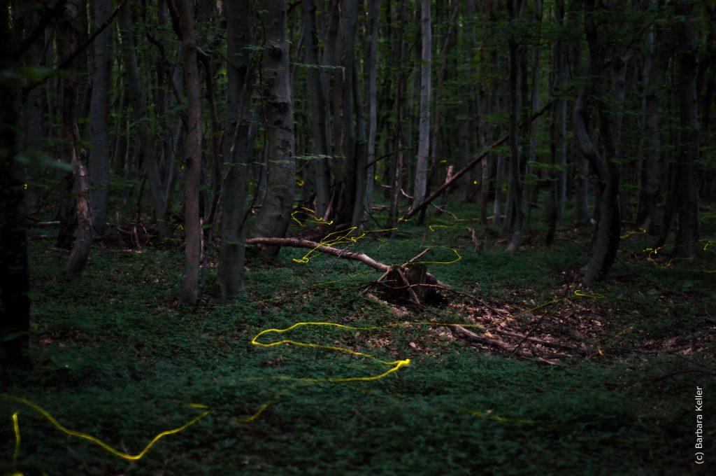 Nachtaufnahme - Glühwürmchen im Wald