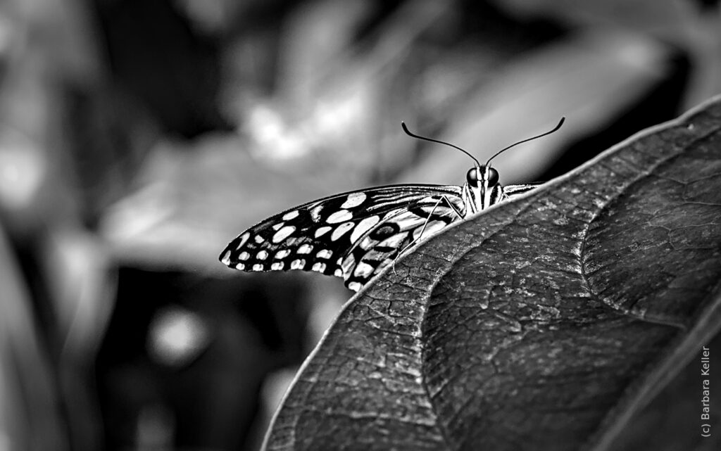 Schwarzweiß-Aufnahme: Schmetterling im Schmetterlingshaus in Wien