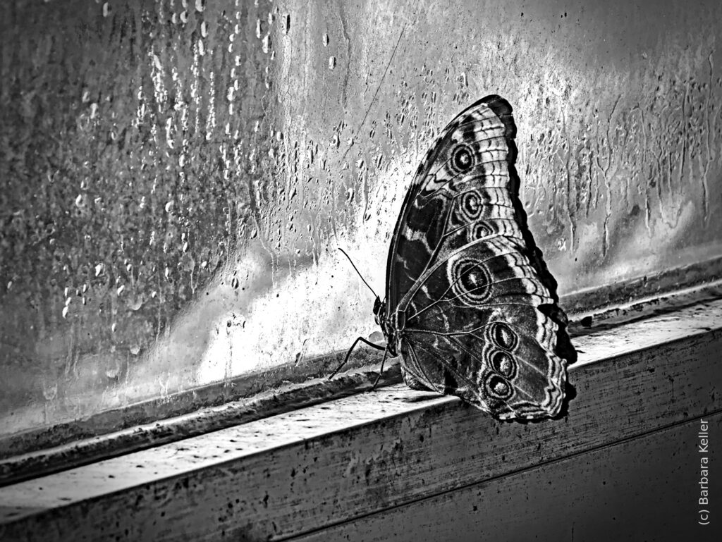 Fine Art: Schmetterling blickt durch Fensterscheibe in den Regen