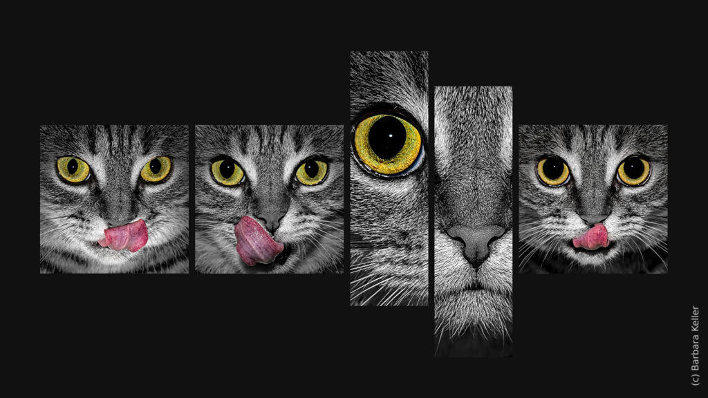 Collage / Tableau: 4 Bilder von Katzen die sich das Mäulchen schlecken