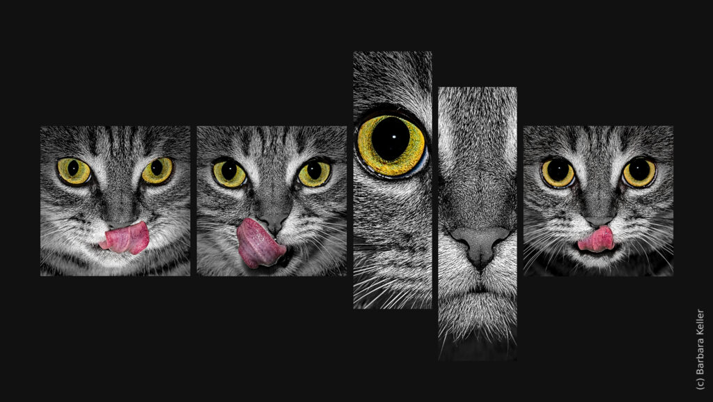 Katzenfotos - Tableau aus 4 Fotos einer Hauskatze mit gelben Augen und rosa Zunge