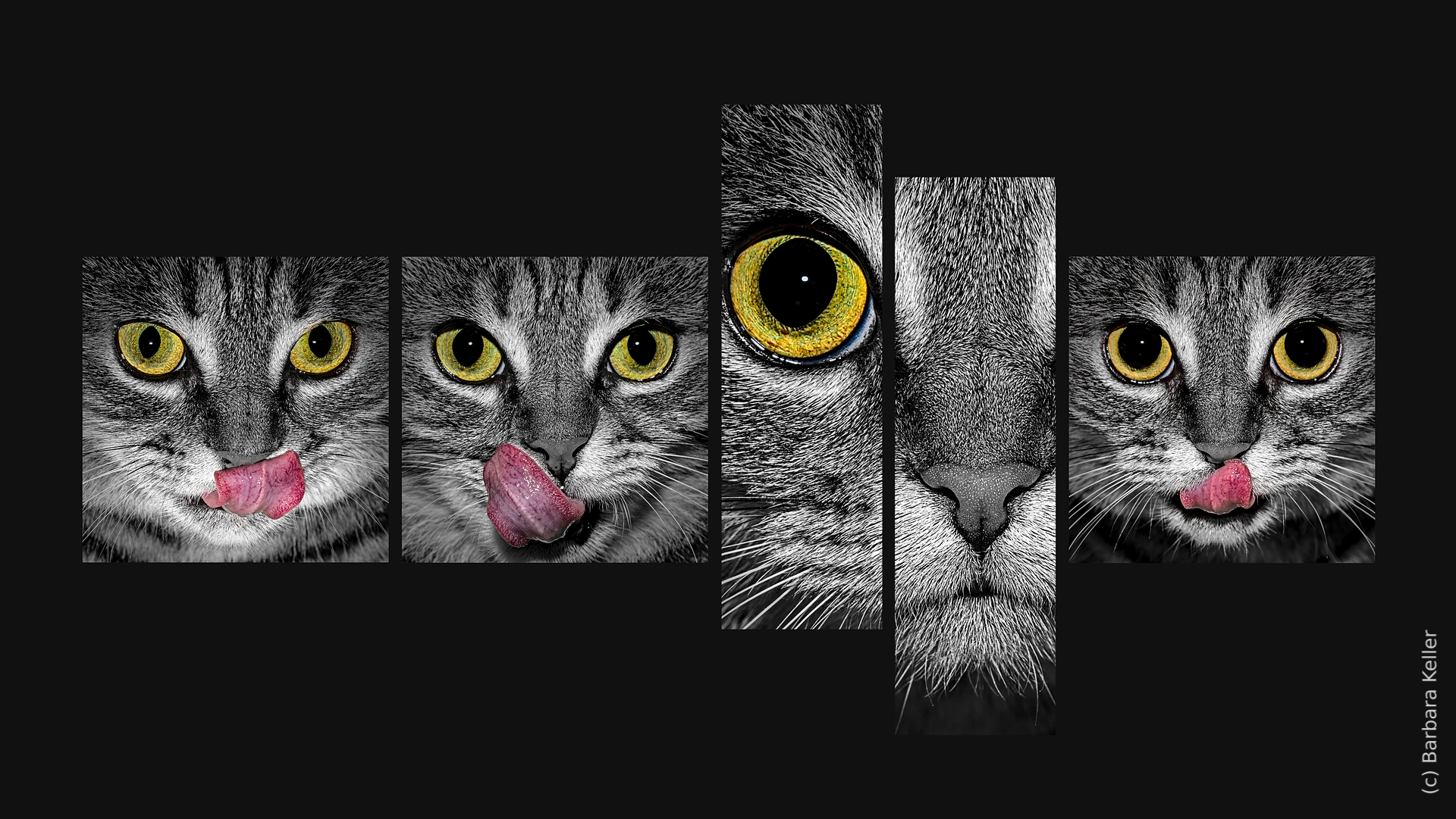 Katzenfotos - Tableau aus 4 Fotos einer Hauskatze mit gelben Augen und rosa Zunge