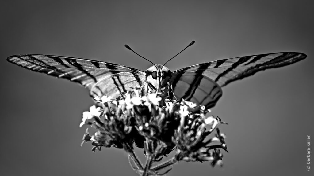 Symmetrisch von vorne fotografierter Schmetterling in schwarz-weiß auf Blüte