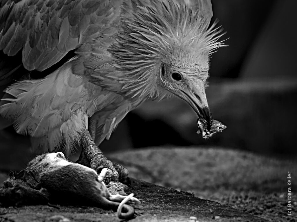 Tierfoto: Vogel - Geier / Bartgeier beim Fressen seiner Beute