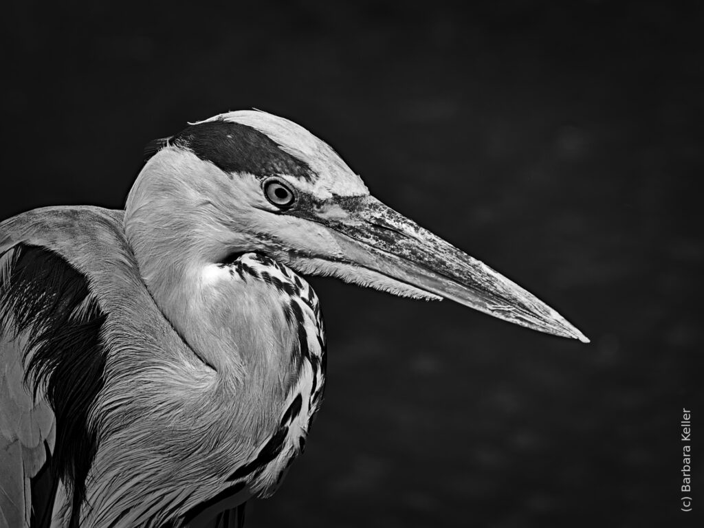 Tier Portrait: Großaufnahme eines Graureihers in Schwarzweiß