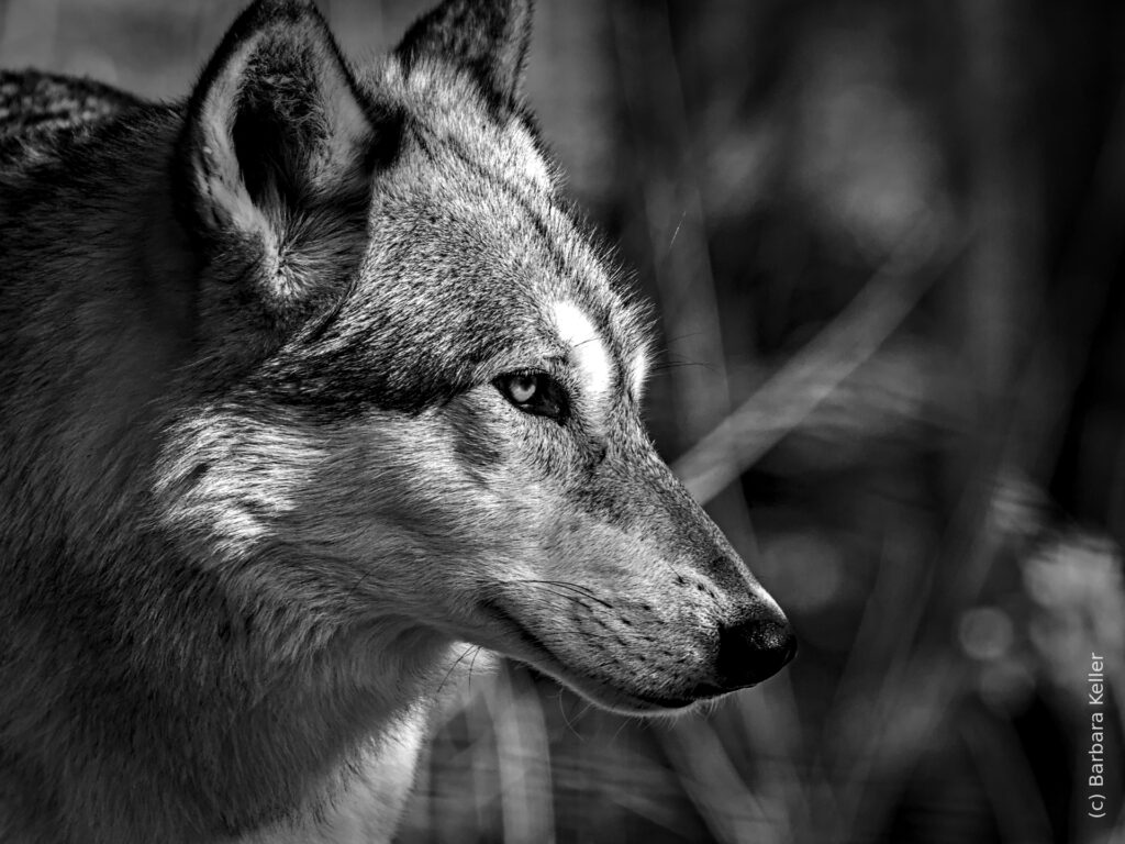 Tierfotografie in Schwarzweiß: Portrait eines Wolfes im Wolfszentrum Ernstbrunn