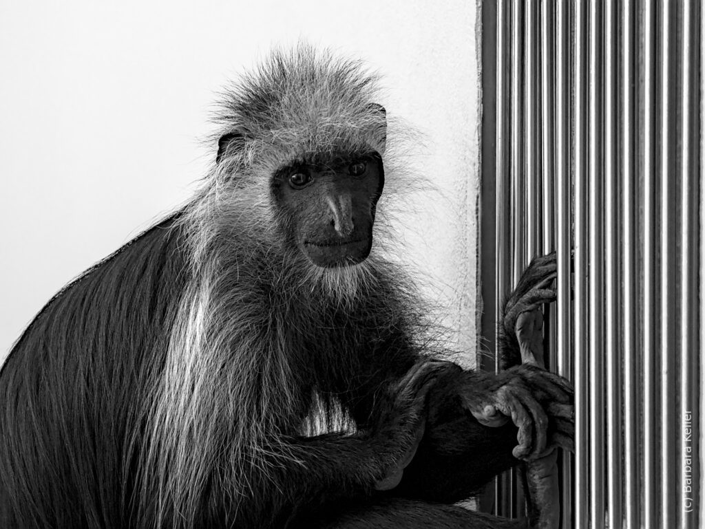 Schwarzweiss Portrait eines Nasenaffen im Tiergarten Schönbrunn