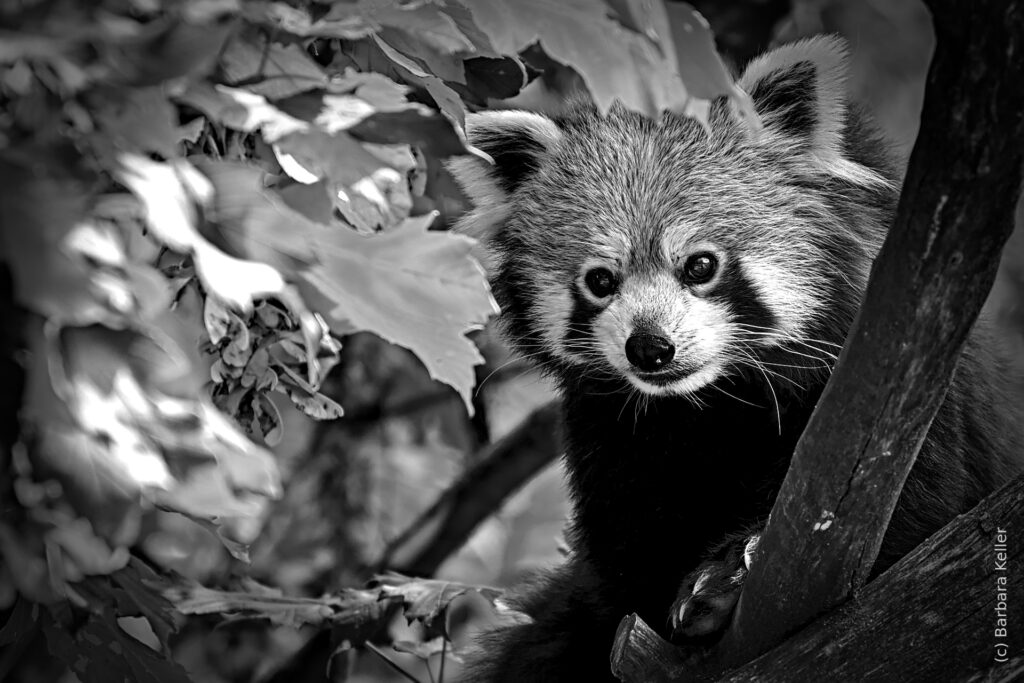 B/W-Foto: Roter Panda im Tiergarten Schönbrunn in Wien