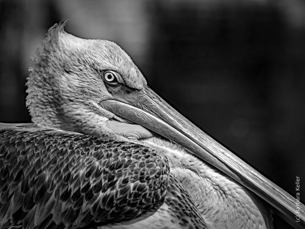 Vogel Portrait: seitliche Großaufnahme eines Pelikans in schwarzweiß